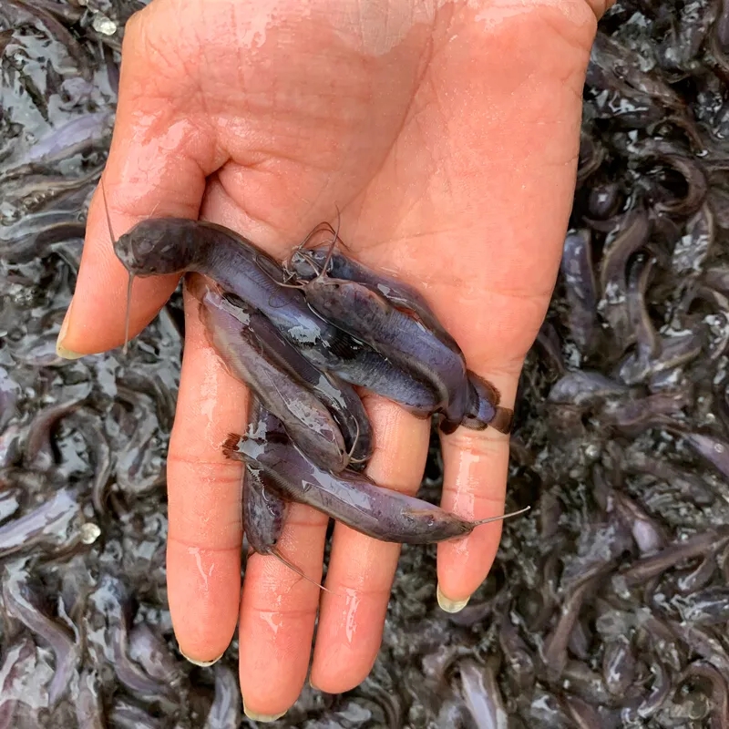 src=http___img30.360buyimg.com_imgzone_jfs_t1_156177_25_17618_847939_6058ba5dE93791dfe_d161756f67a7ce72.jpg&refer=http___img30.360buyimg.webp.jpg src=http___img30.360buyimg.com_imgzone_jfs_t1_156177_25_17618_847939_6058ba5dE93791dfe_d161756f67a7ce72.jpg&refer=http___img30.360buyimg.webp.jpg