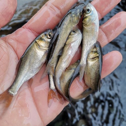 u=2637427393,2672325427&fm=224&app=112&f=JPEG.jpg u=2637427393,2672325427&fm=224&app=112&f=JPEG.jpg